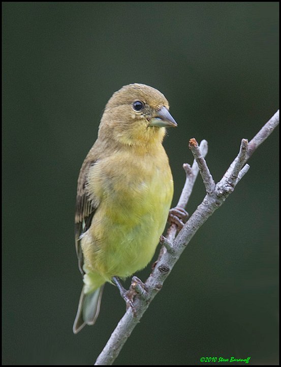 _0SB1827 lesser goldfinch female.jpg